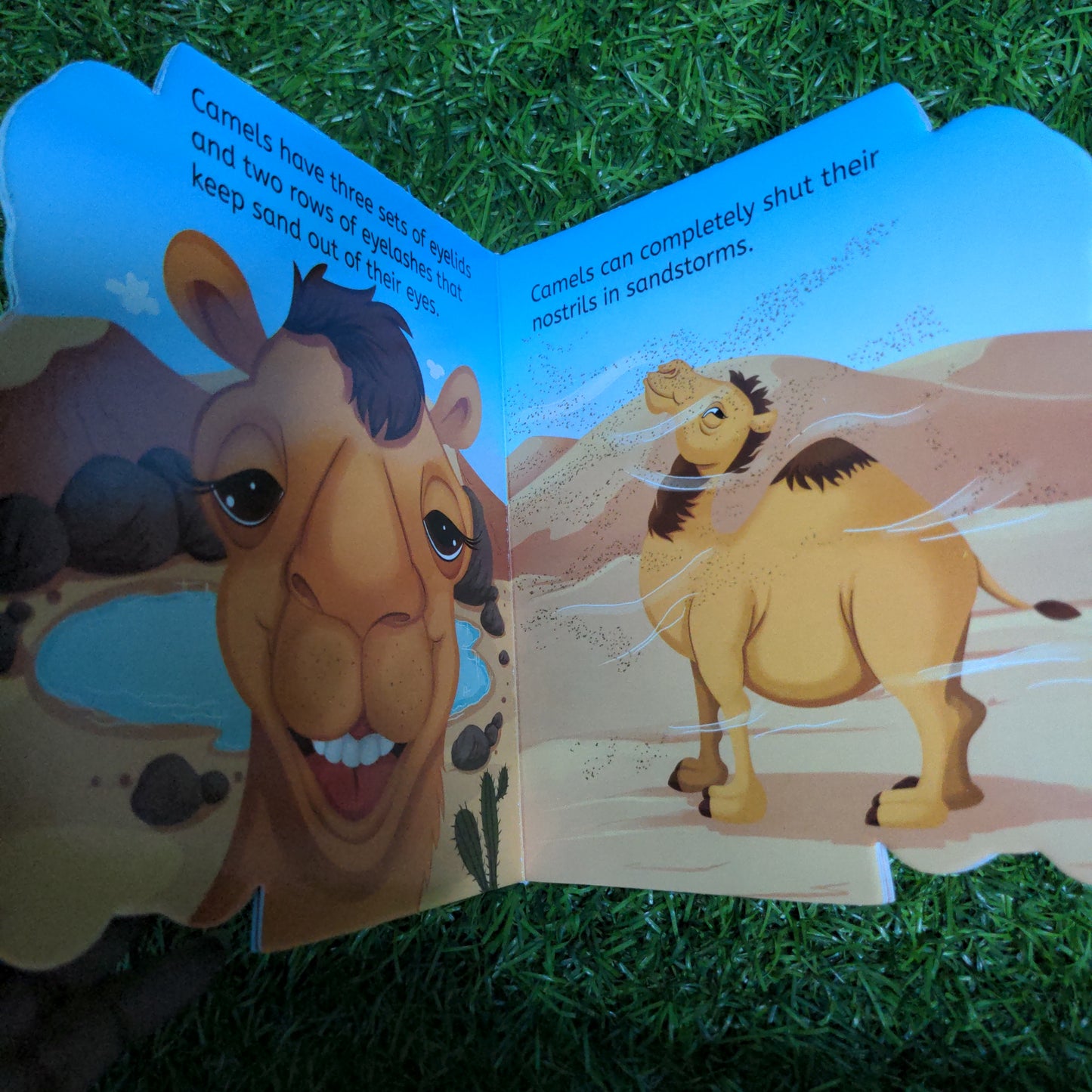 Camel - Shaped Board Book