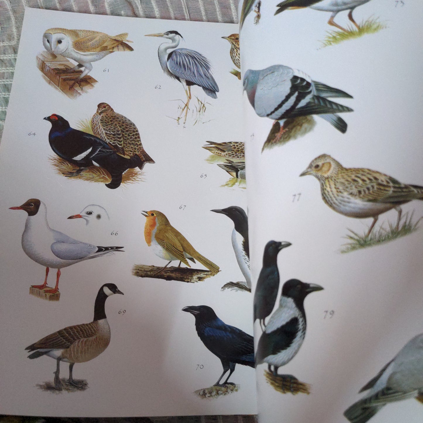 Nature Sticker Book - As Good as New